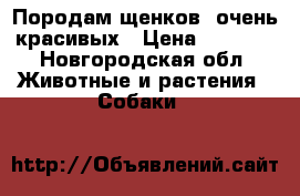 Породам щенков  очень красивых › Цена ­ 7 000 - Новгородская обл. Животные и растения » Собаки   